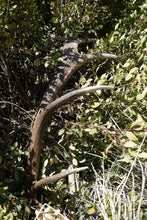 Load image into Gallery viewer, MEDIUM WHOLE ANTLER SNAK STIK