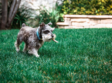 Load image into Gallery viewer, SMALL WHOLE ANTLER SNAK STIK